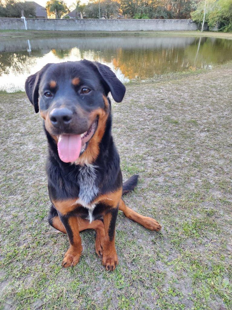 A black and tan dog sitting on the grass next to a pond.