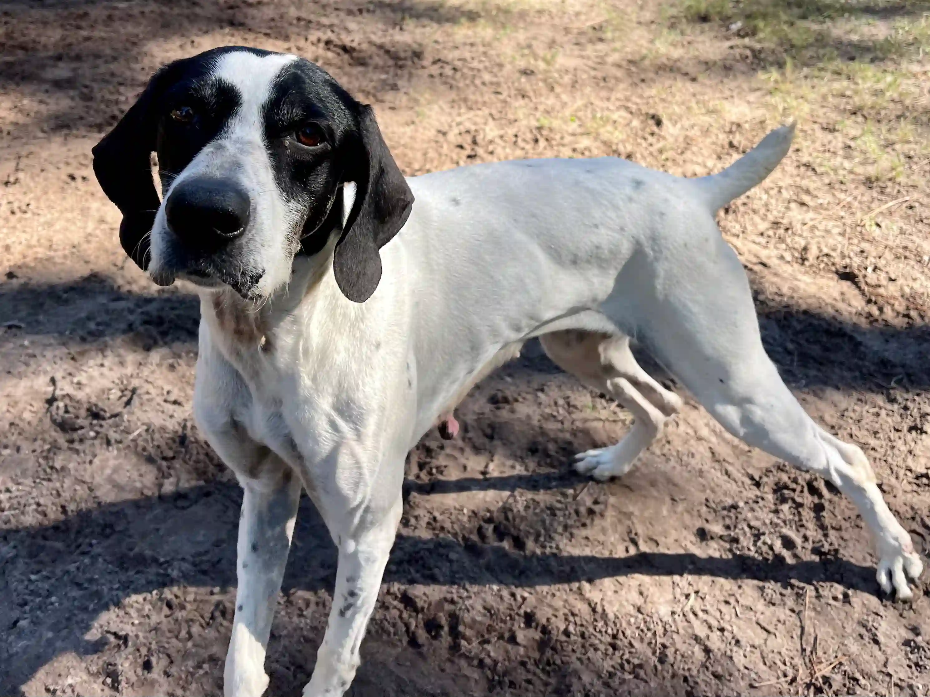 Noel the dog standing on a mud place