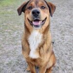 Person, an adoptable labrador retriever & german shepherd mix in tampa, fl.