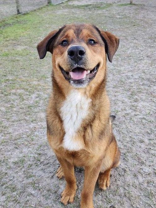 Person, an adoptable labrador retriever & german shepherd mix in tampa, fl.