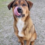 A brown and white dog with its tongue out.
