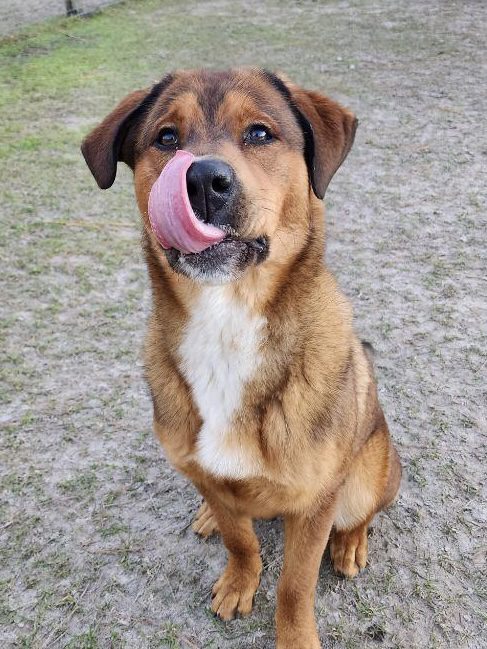 A brown and white dog with its tongue out.