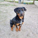 Person, an adoptable rottweiler & cocker spaniel mix in tampa, fl.