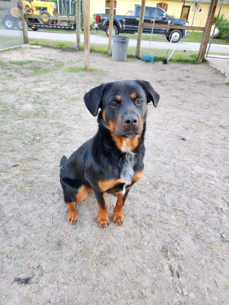 Person, an adoptable rottweiler & cocker spaniel mix in tampa, fl.