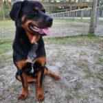 A black and tan dog sitting in the dirt.