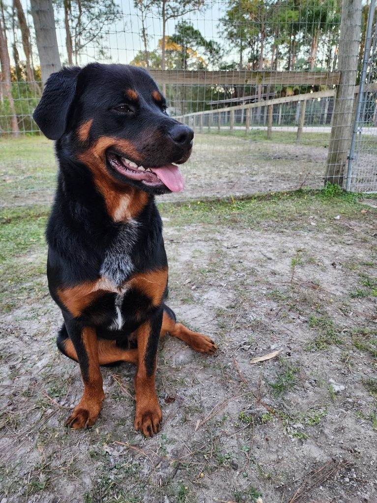 A black and tan dog sitting in the dirt.