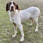 A white and brown dog standing in the grass.
