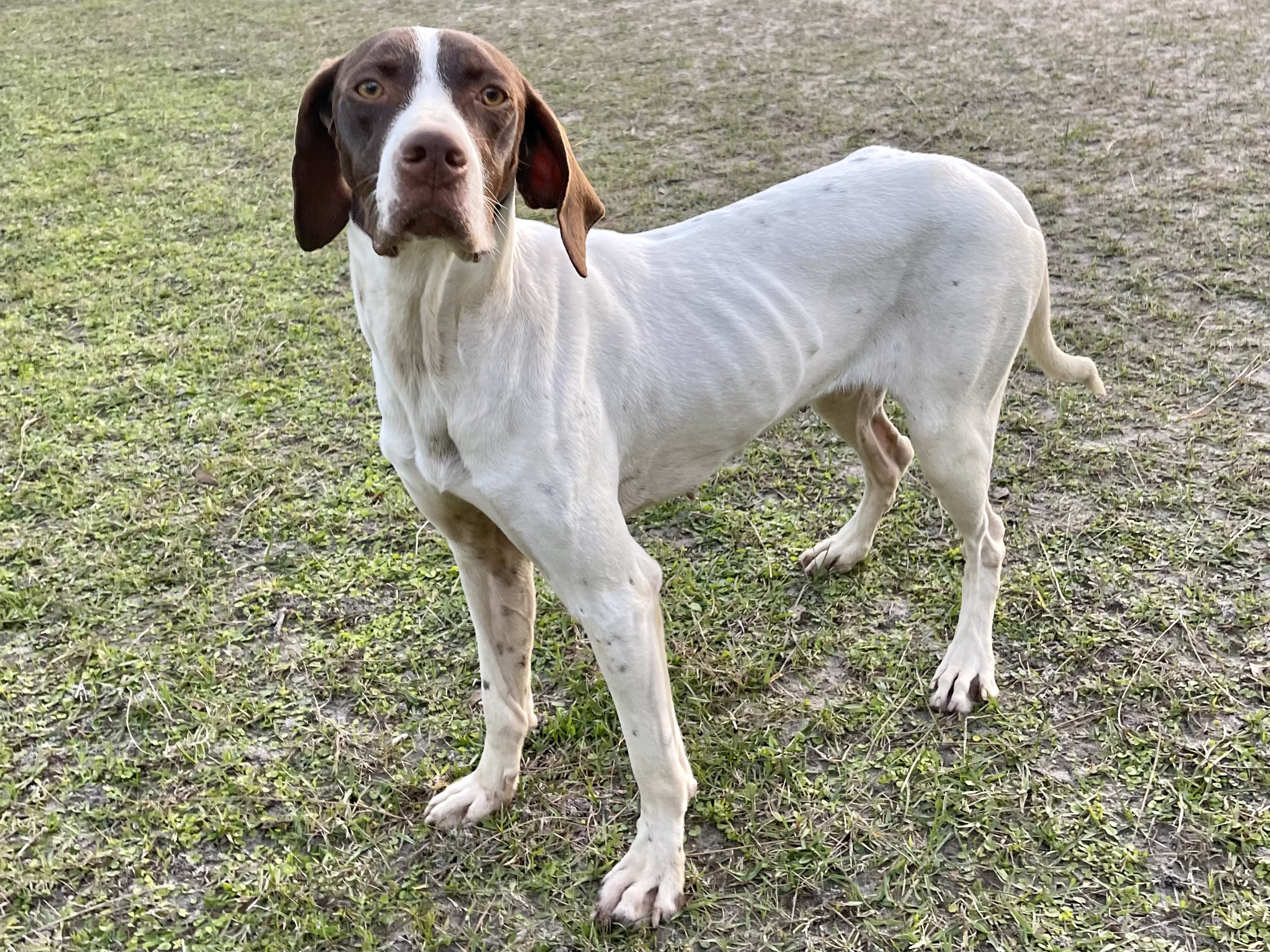 A white and brown dog standing in the grass.