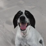 Noel the dog opening his mouth and sitting on sand