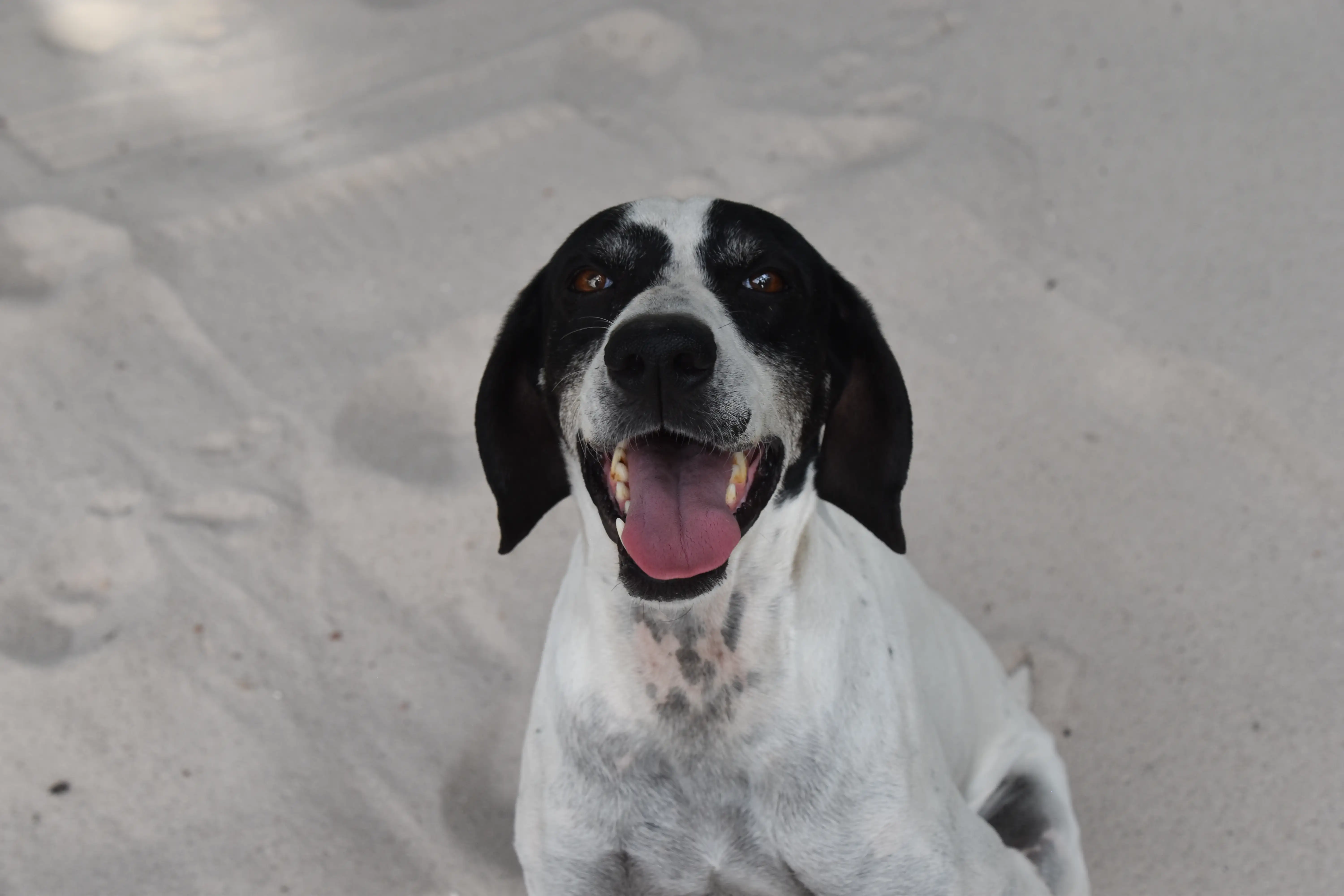 Noel the dog opening his mouth and sitting on sand