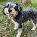 A black and white dog standing in the grass.