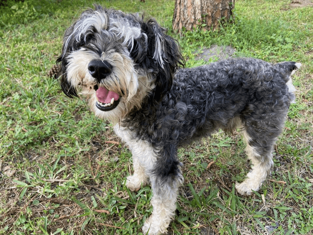 A black and white dog standing in the grass.