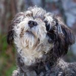 A black and white dog is looking up at the camera.