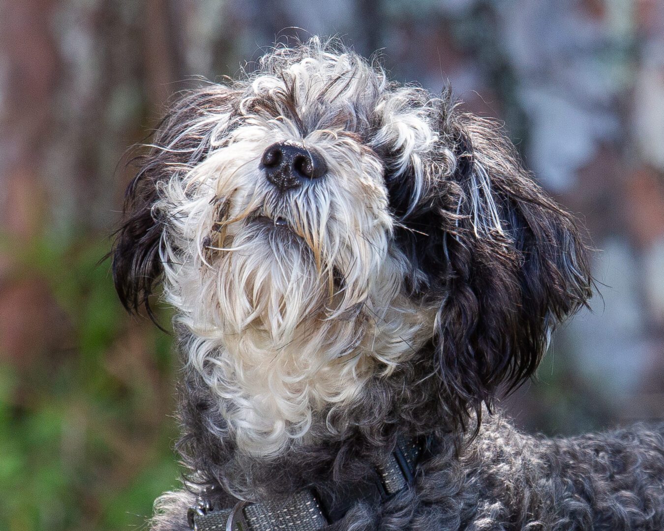 A black and white dog is looking up at the camera.
