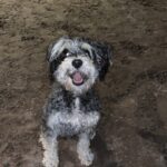A small black and white dog sitting in the dirt.
