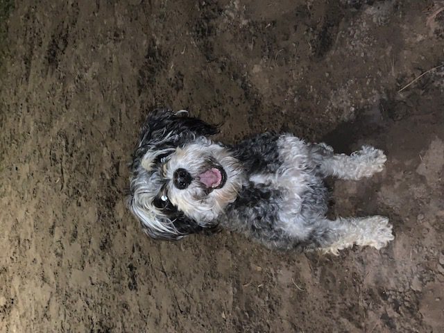 A small black and white dog sitting in the dirt.