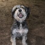 A black and white dog sitting in the dirt at night.