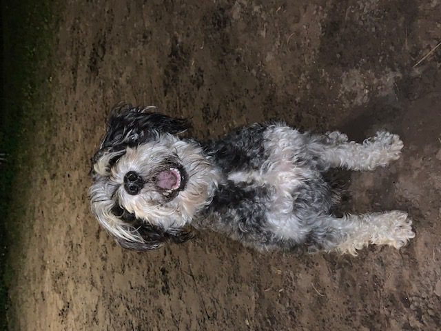 A black and white dog sitting in the dirt at night.