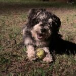 A black and white dog laying in the grass with a tennis ball.