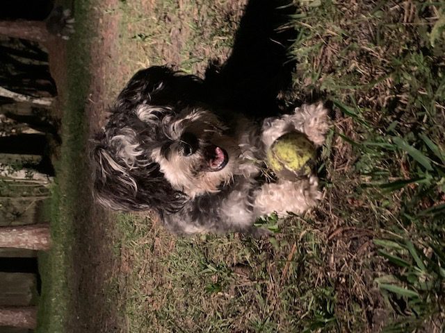 A black and white dog laying in the grass with a tennis ball.