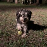 A small dog playing with a tennis ball in the dark.