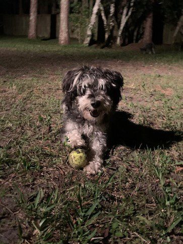 A small dog playing with a tennis ball in the dark.