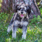 A black and white dog standing in the grass.
