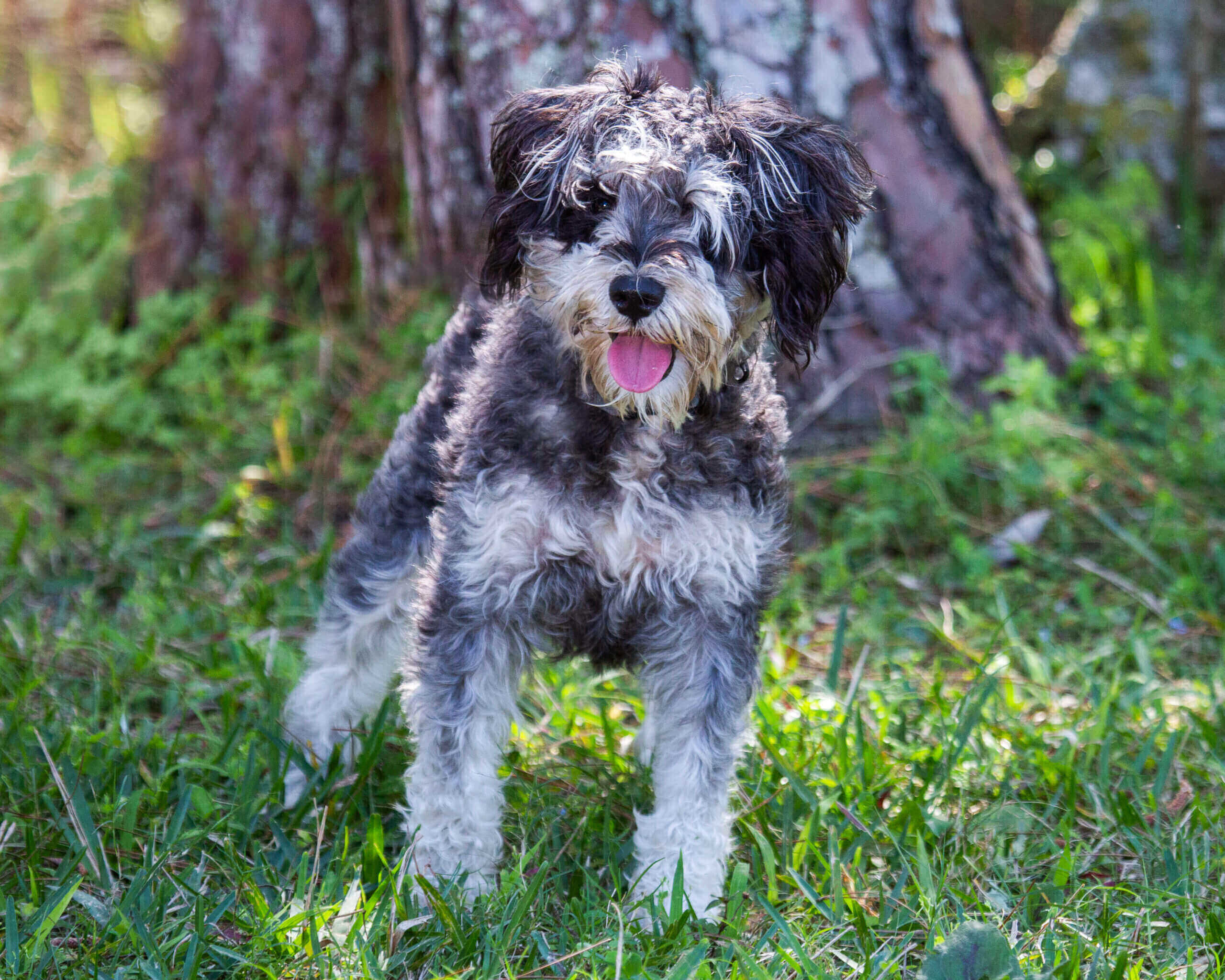 A black and white dog standing in the grass.