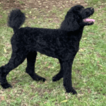 A black poodle standing in the grass.
