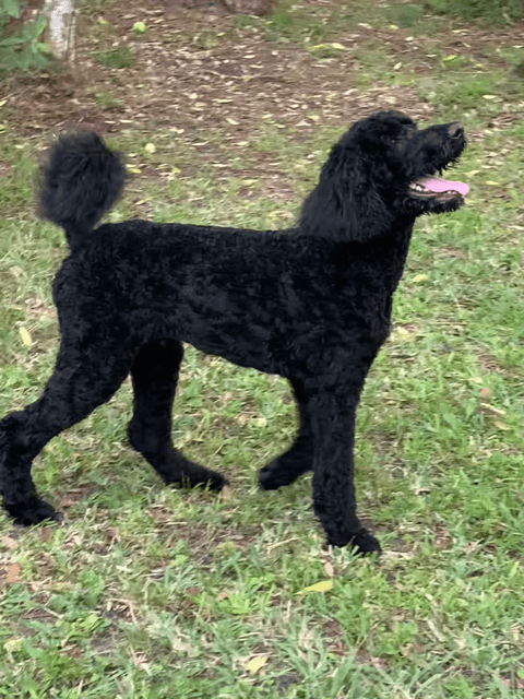 A black poodle standing in the grass.