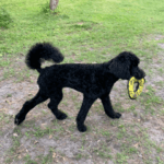 A black poodle with a frisbee in his mouth.