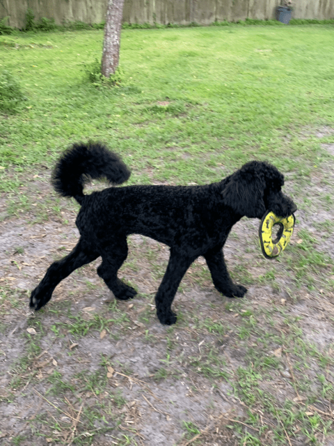 A black poodle with a frisbee in his mouth.