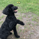 A black poodle sitting on the ground.