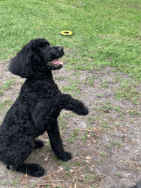 A black poodle sitting on the ground.