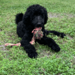 A black poodle laying in the grass with a toy.
