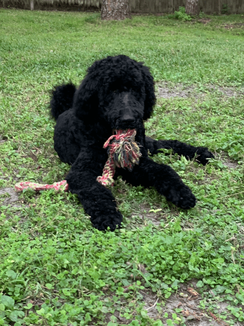 A black poodle laying in the grass with a toy.