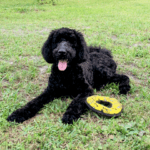 A black poodle laying on the grass with a yellow frisbee.