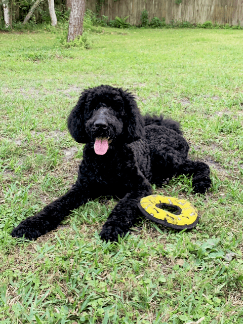 A black poodle laying on the grass with a yellow frisbee.