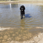 A black dog standing in a shallow body of water.
