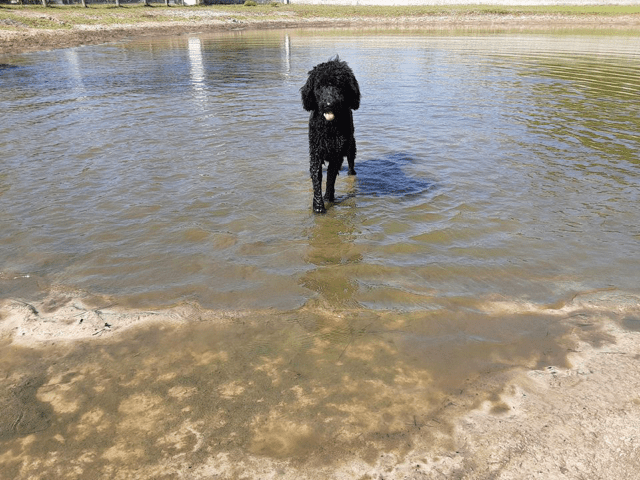 A black dog standing in a shallow body of water.