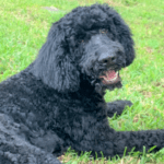 A black poodle laying in the grass.