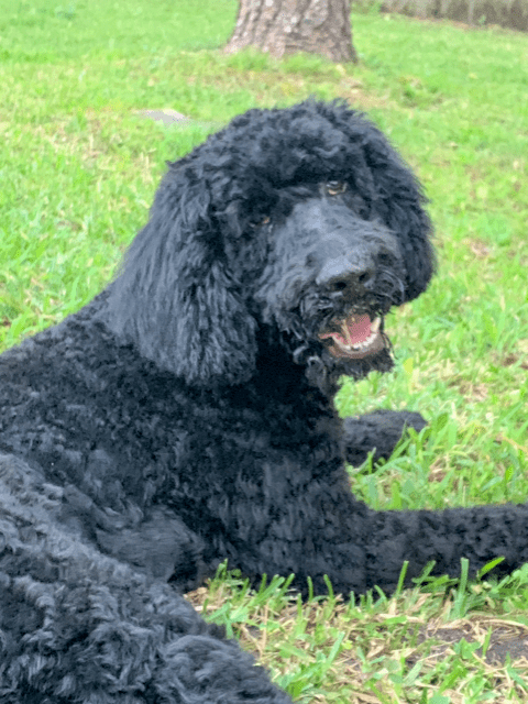 A black poodle laying in the grass.