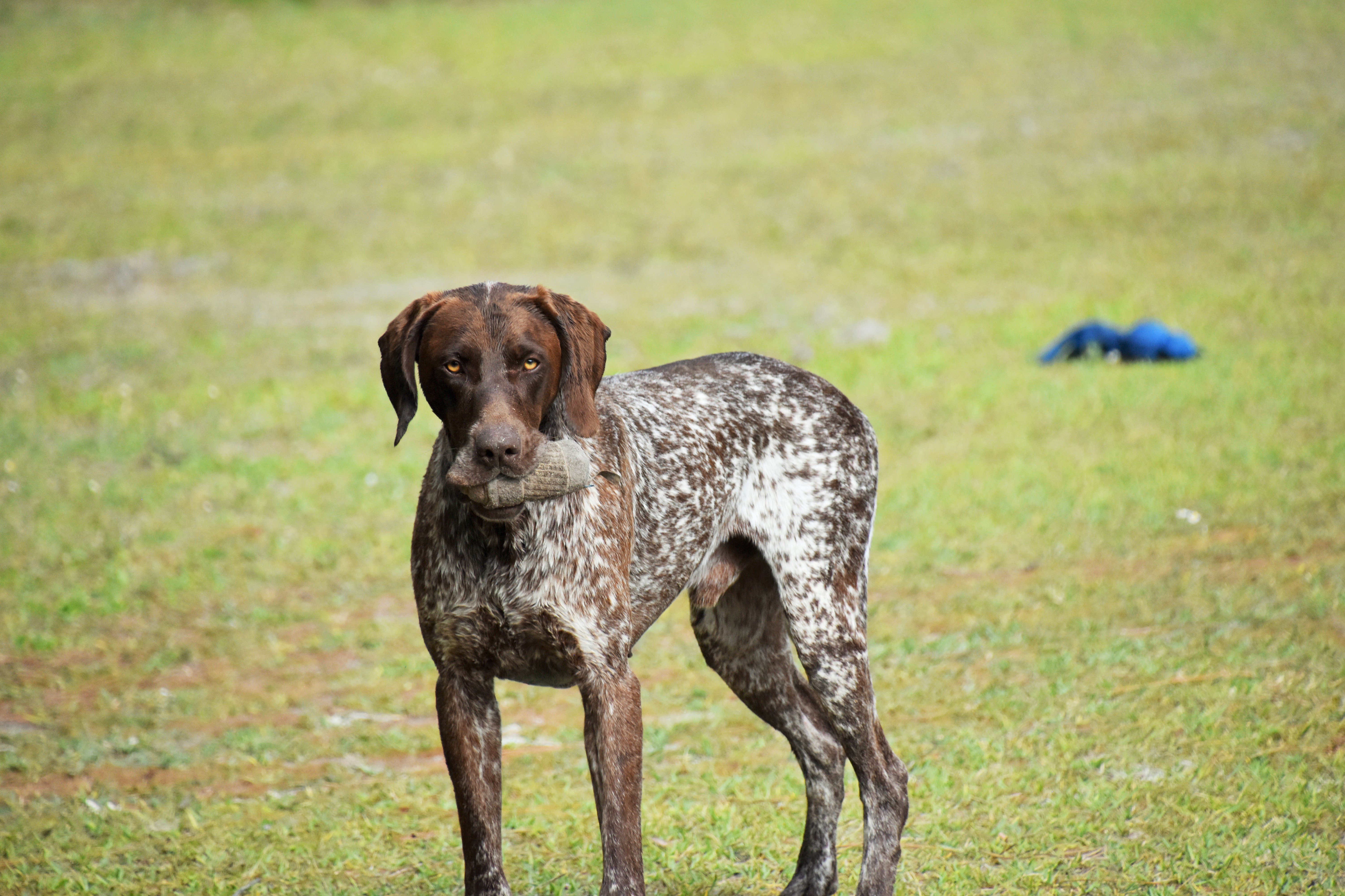 A german shorthaired pointer standing in a field with a blue ball.