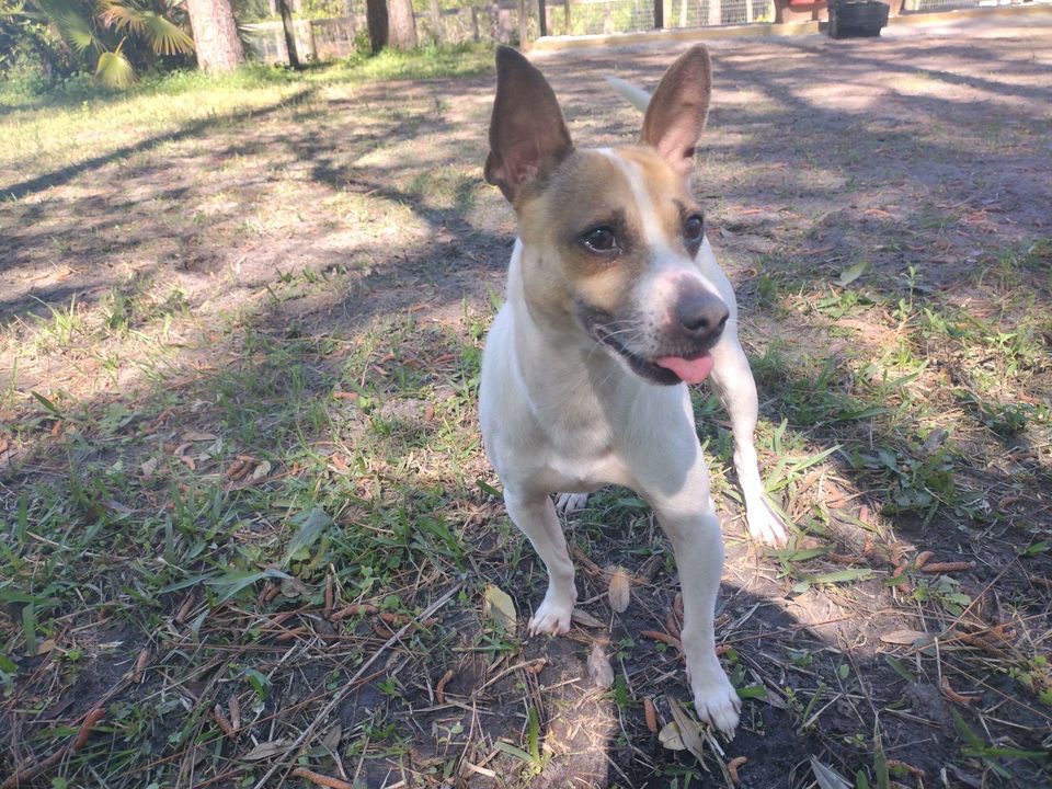 A white dog with brown mask looking afar