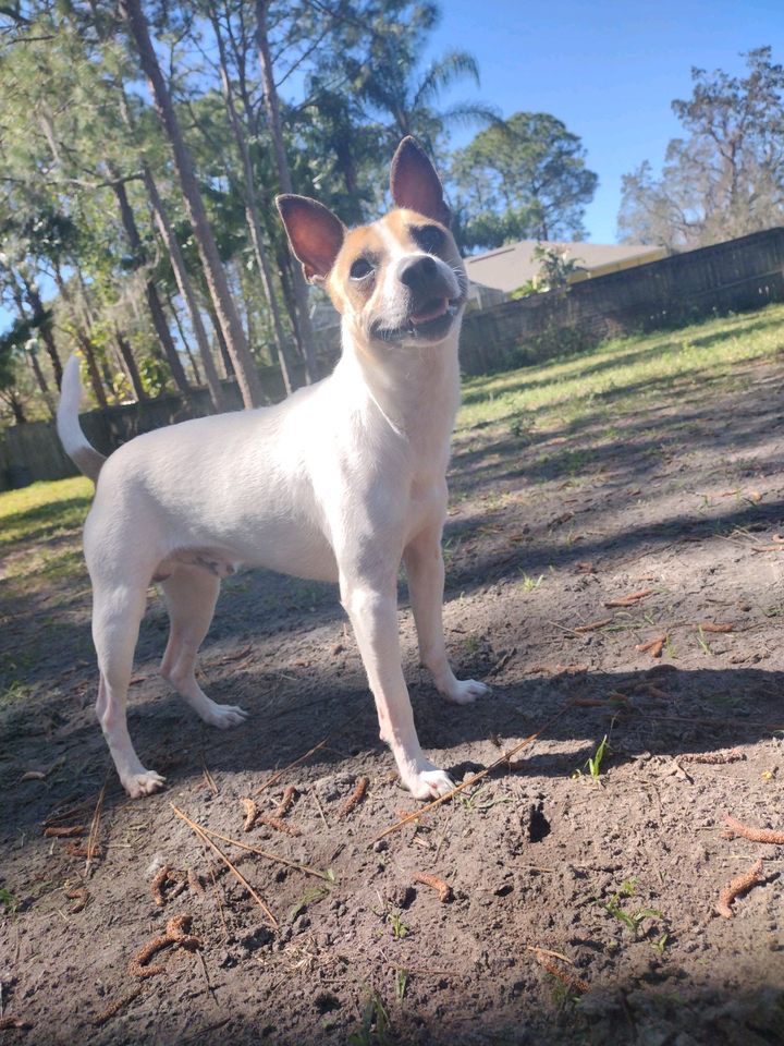 A white dog with brown mask looking at the person taking the photo