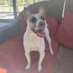 A white dog with brown mask on a couch