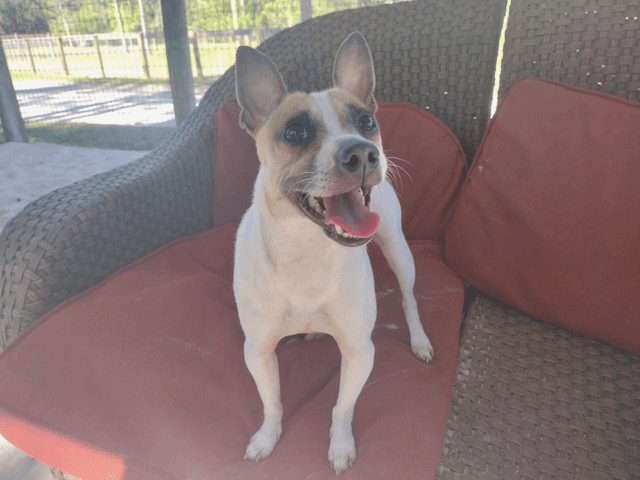 A white dog with brown mask on a couch