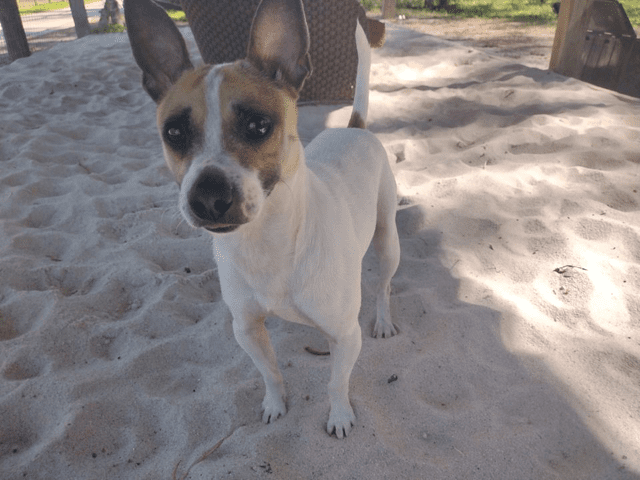 A white dog with brown mask on the sand
