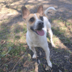 A dog with white and brown colors