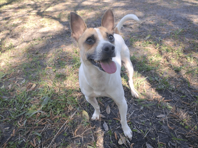 A dog with white and brown colors